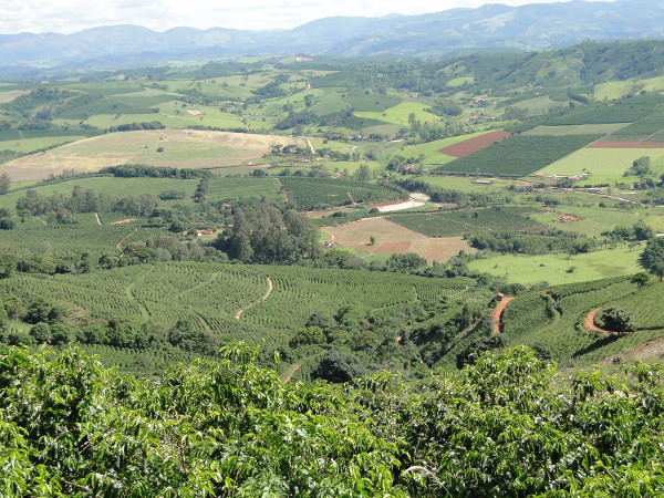 Plantaciones de café en el sur de Minas, en el estado de Minas Gerais. Foto: Xorxios.