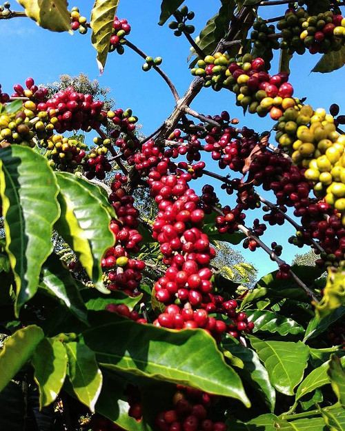 El café es clave para el desarrollo de las comunidades indígenas.