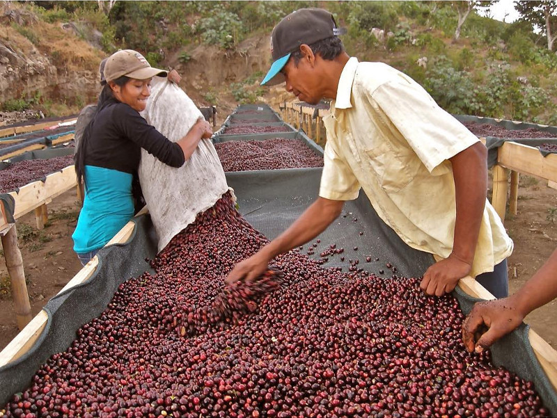 Secado de la cereza en las camas en la finca de Los Pirineos, en la región deChalatenango.