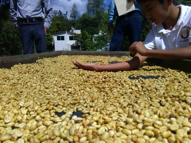 La formación ha llegado a todos los eslabones de la cadena productiva del café.